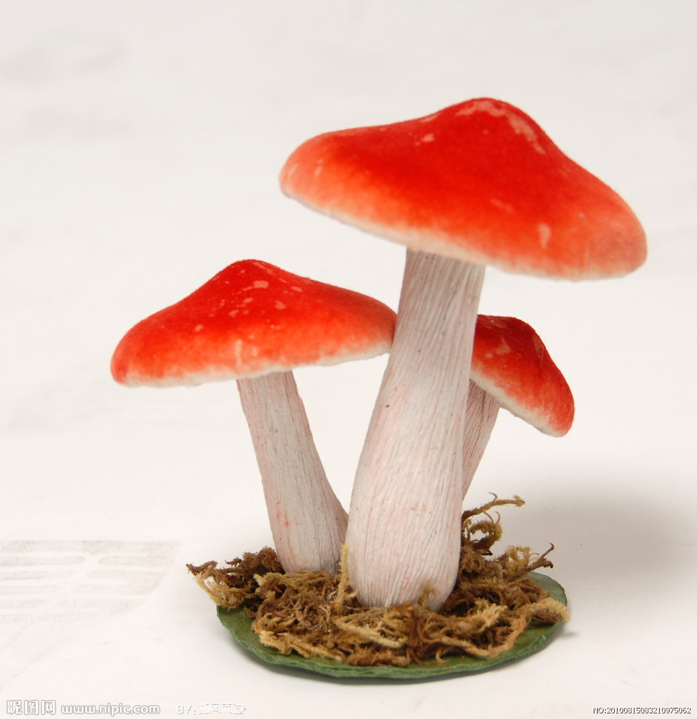 提高免疫力食物：蘑菇